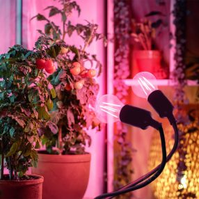 Table lamp PLANTY CLIP W DUO 1xE27 black Kobi Design Table lamp PLANTY CLIP W DUO 1xE27 black Kobi Design