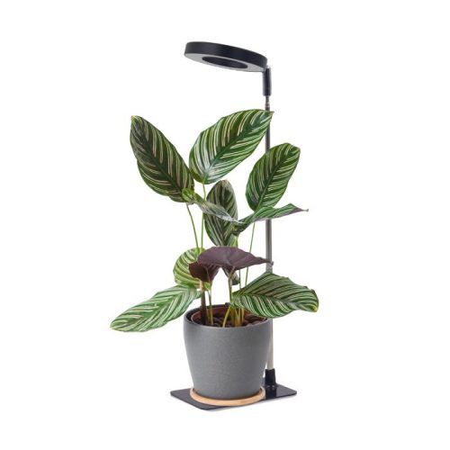 Plant grow light LED VERDI V2 5W 1300K Kobi Design fekete